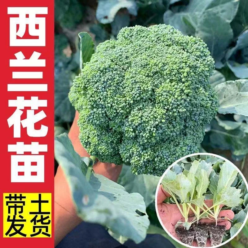 西兰花苗西蓝花苗子秧苗水培食用有机西兰花苗阳台四季盆栽蔬菜苗