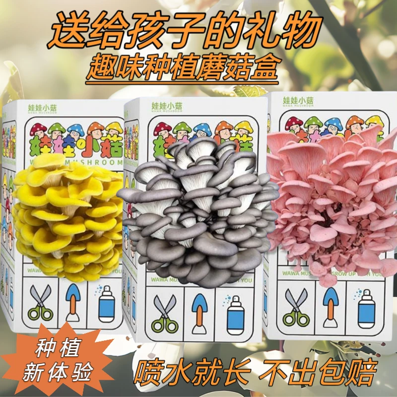 蘑菇种植盒植物生长观察日记亲子互动在家种蘑菇科学小实验玩具