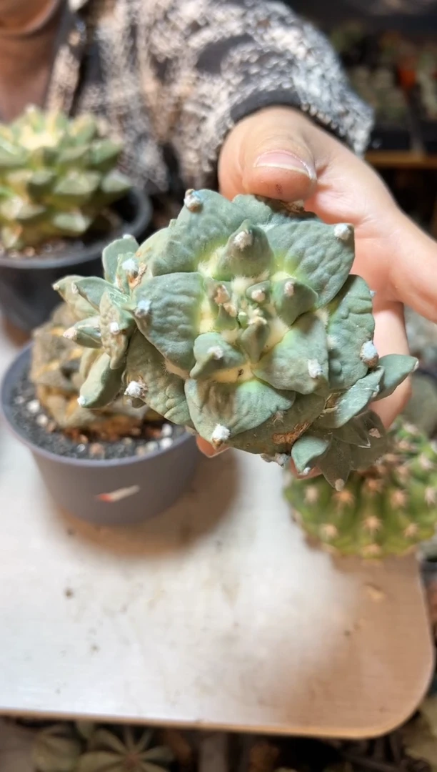 【闪购商品】晚6号自根带钩怒涛11公分