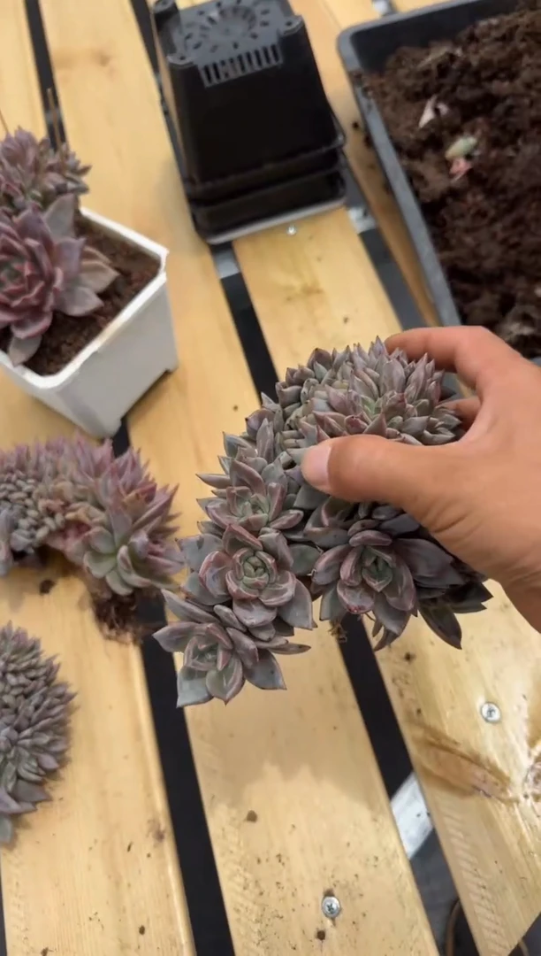 香槟缀化多肉植物