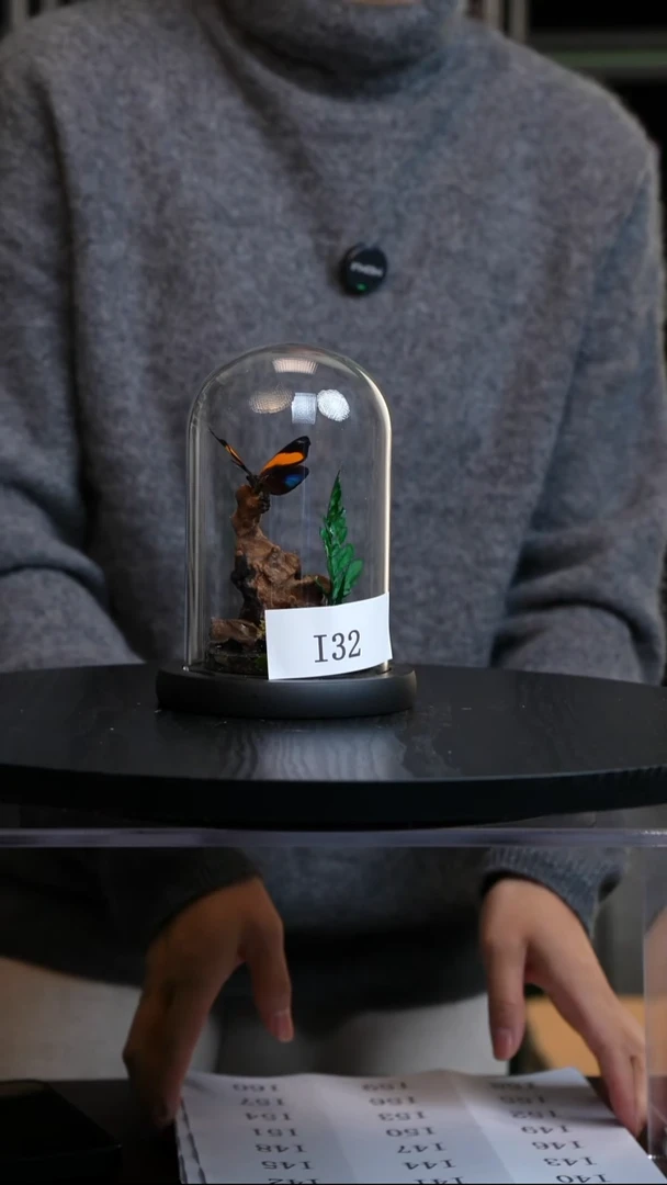 蝴蝶标本摆件竞拍I32