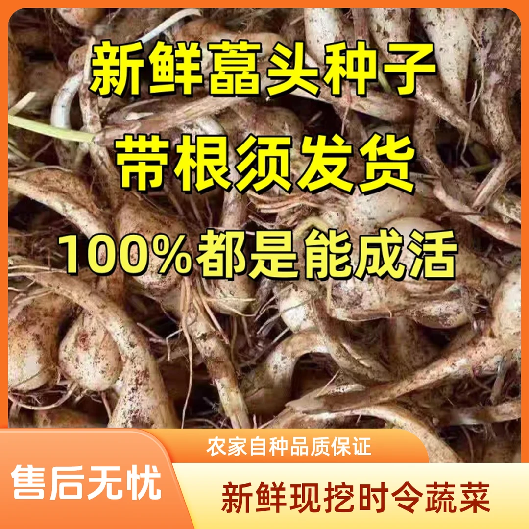 藠头种子新鲜荞头子带须农家自种江西教头茭头叫头现挖时令蔬菜