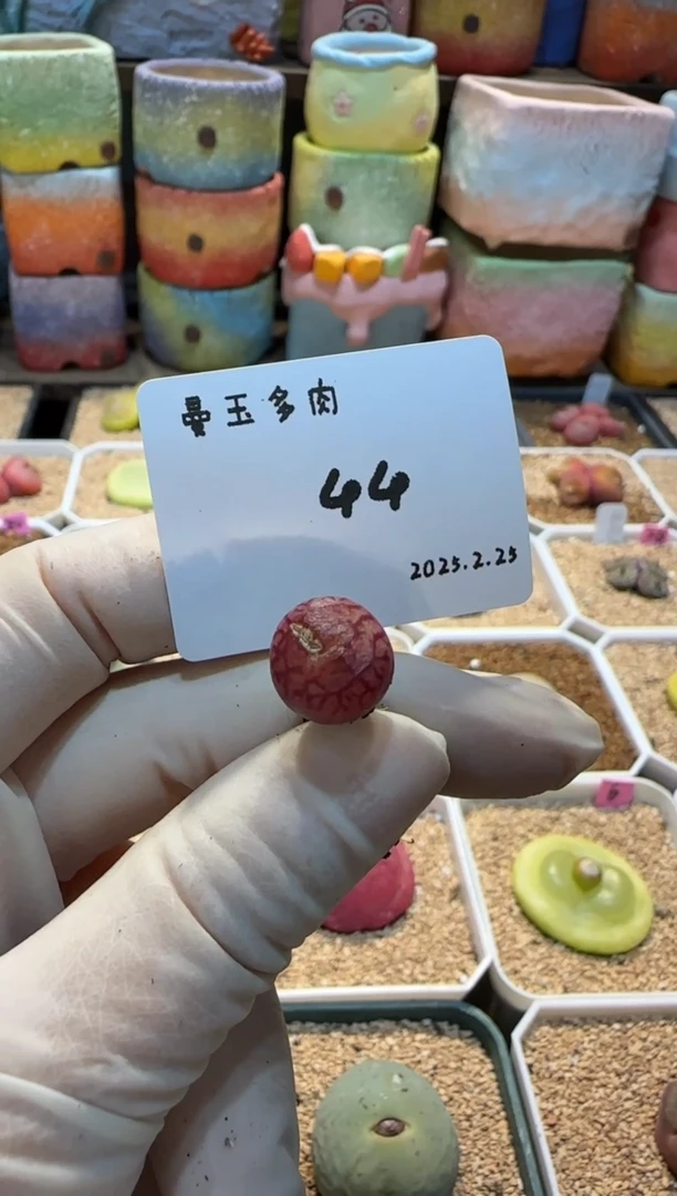 【闪购商品】25.2.25-44