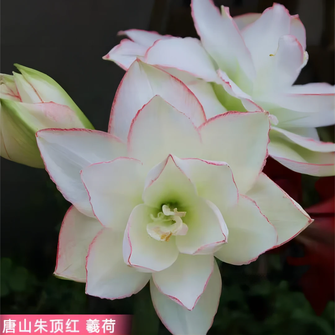 朱顶红种球【羲荷】小苗自然球-重瓣包对版-