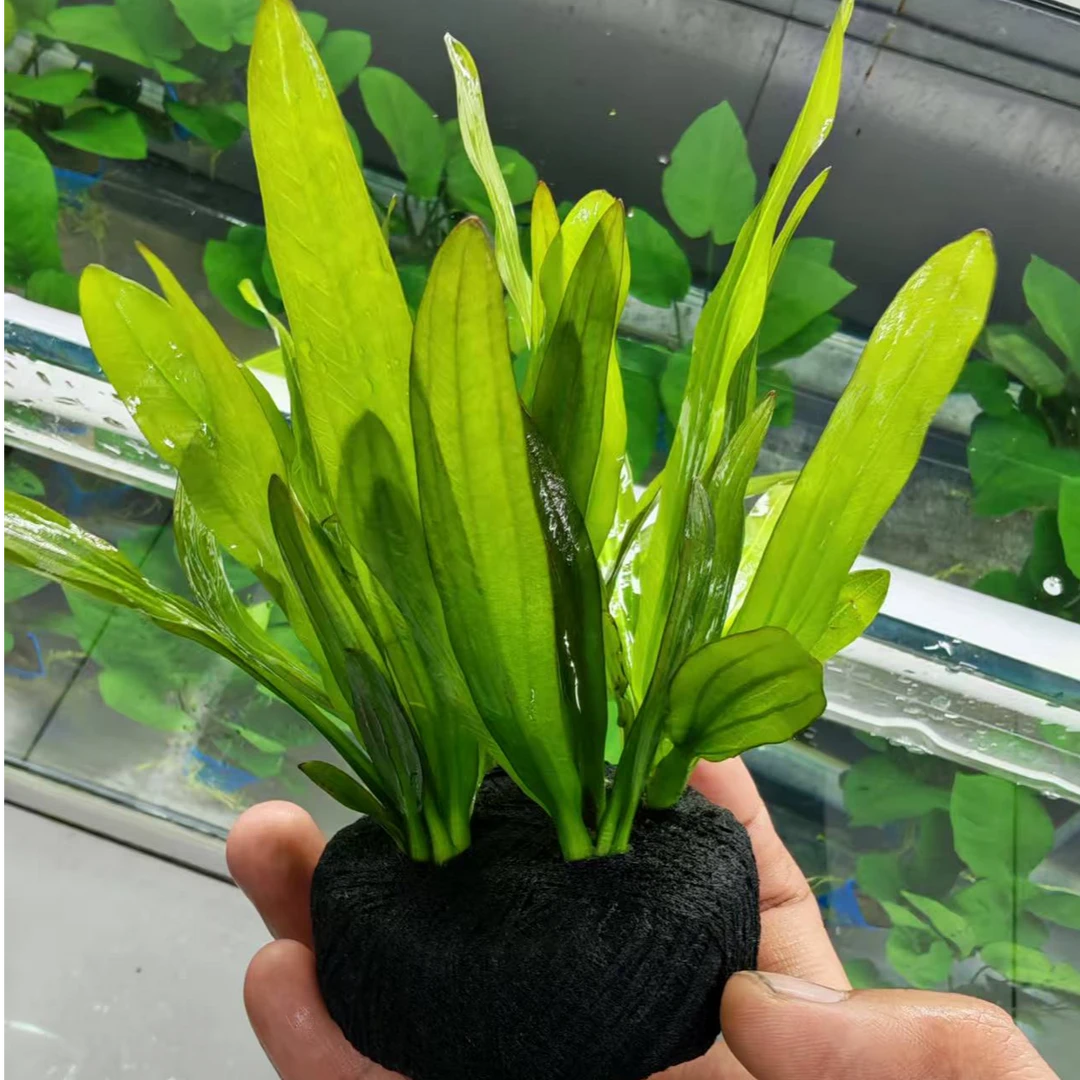 小九冠阴性水草适合新手夏季耐高温用于鱼缸造景增氧净水