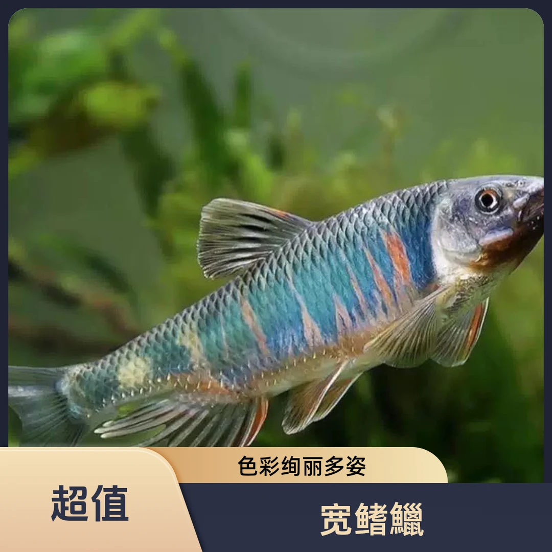 新疆包邮 宽鳍鱲皮实耐养互动强的长鳍鱲冷水原生观赏鱼