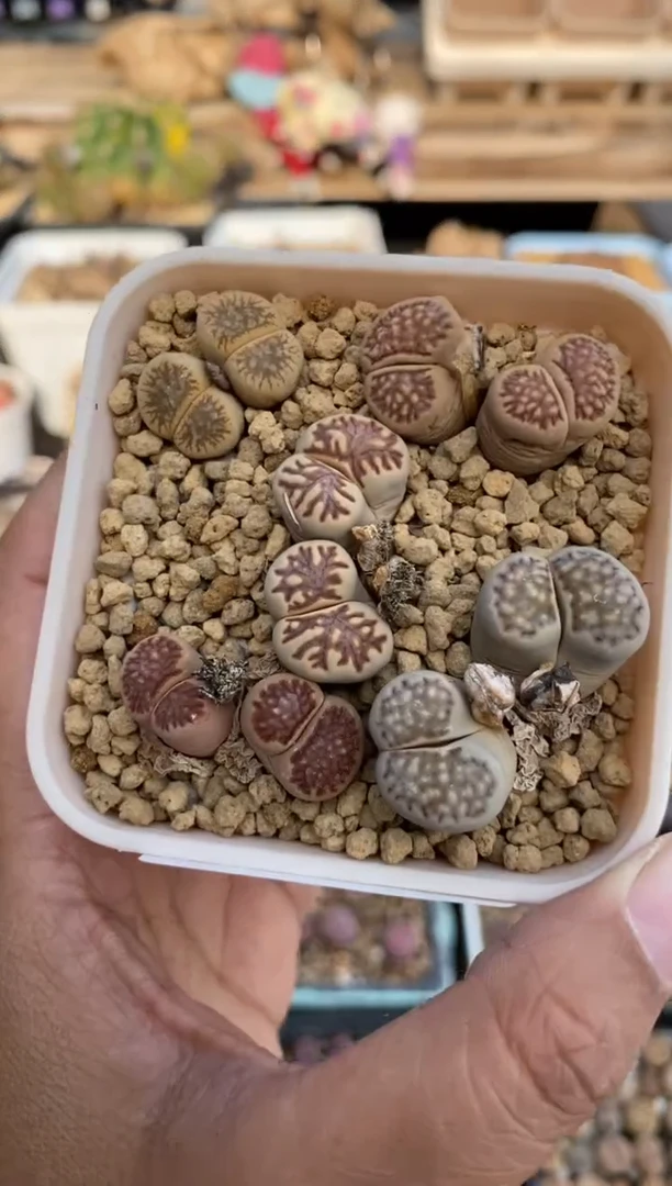7355直播一物一拍