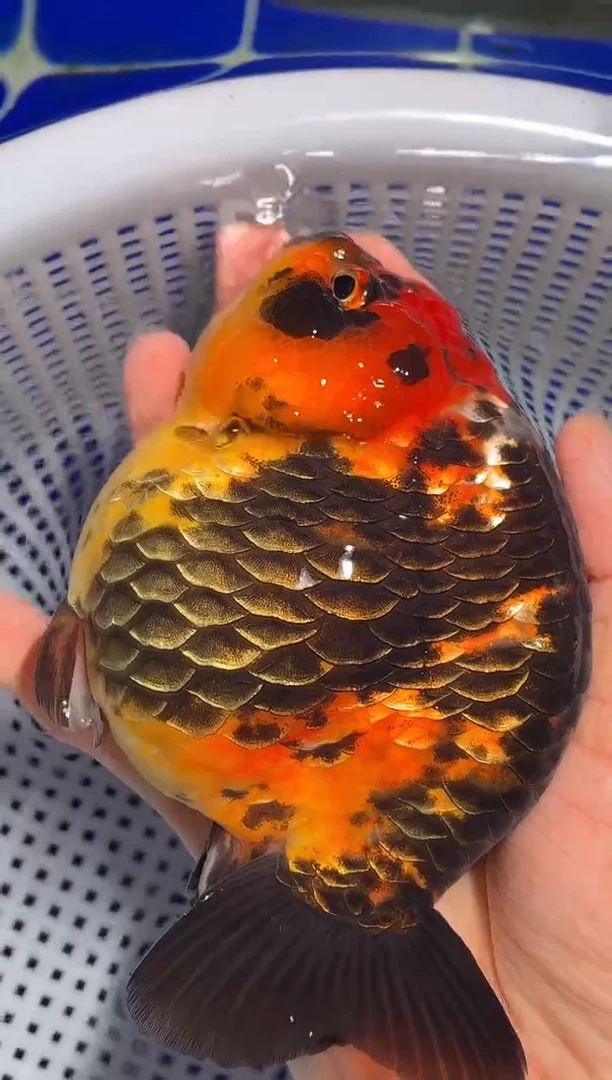 金鱼（运费自理，马印灯照射）福州追鱼兰寿金鱼