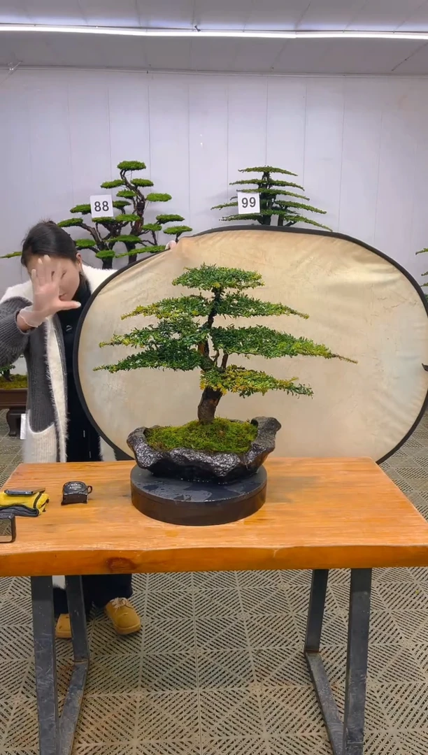 无花朵一物一拍一物一拍