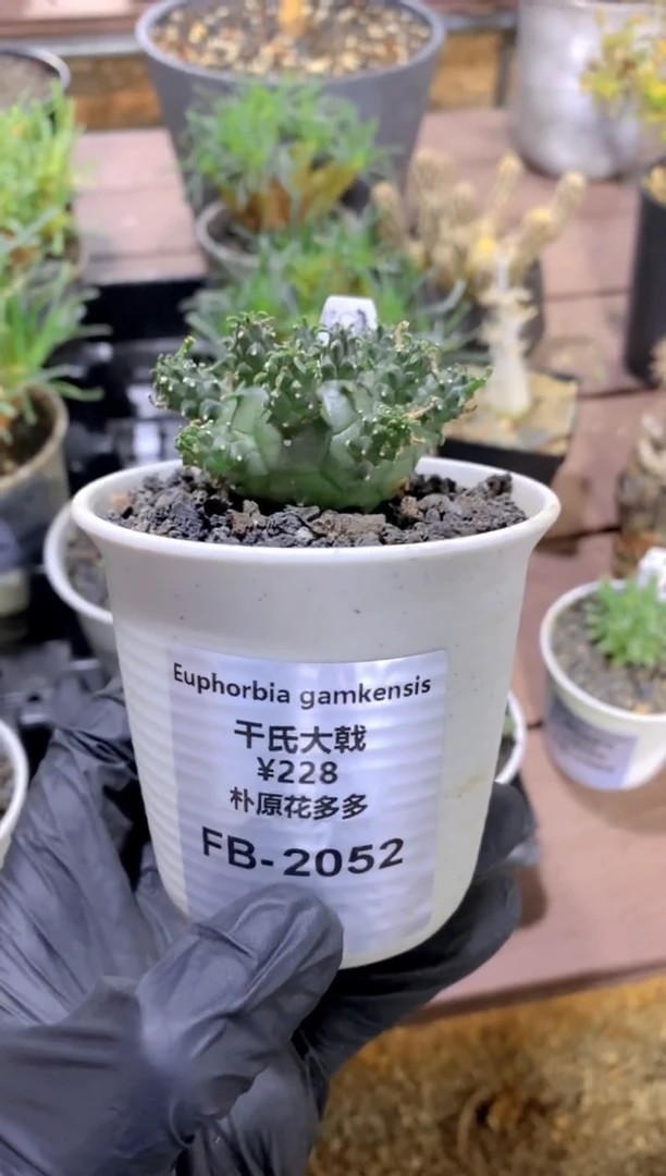 【闪购商品】干式大戟FB-2052