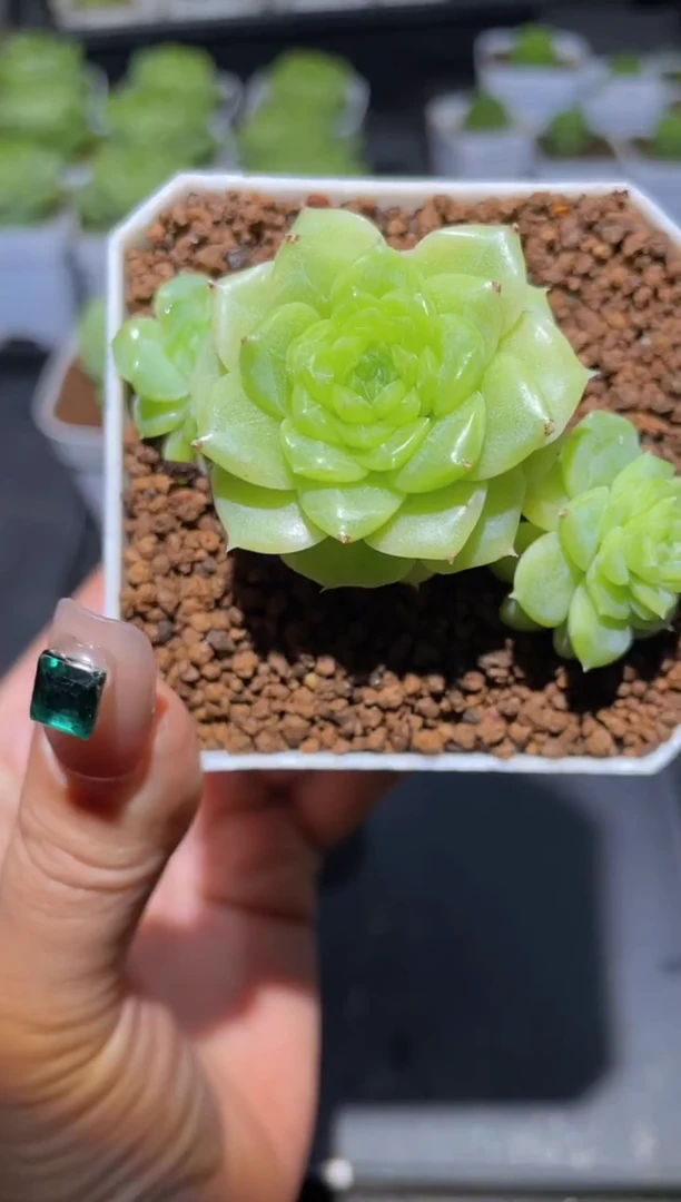 337玉质透底珍妮量拍发一颗