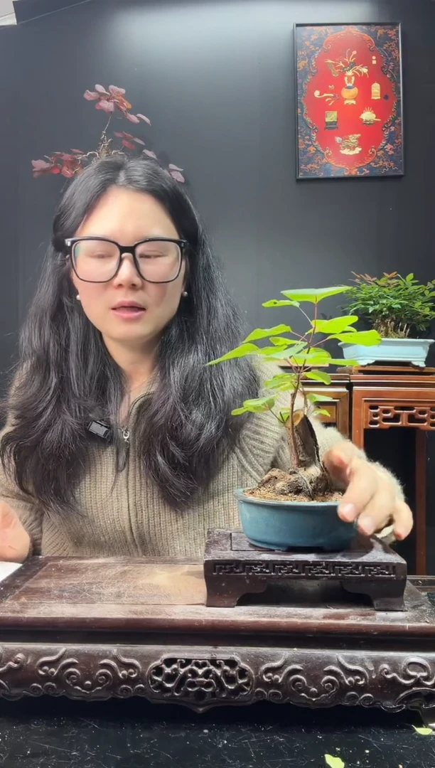 完全开放黄栌000