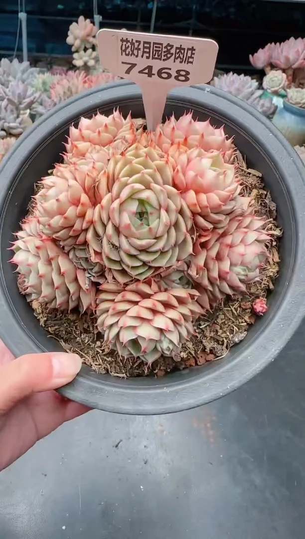 【闪购商品】7468.