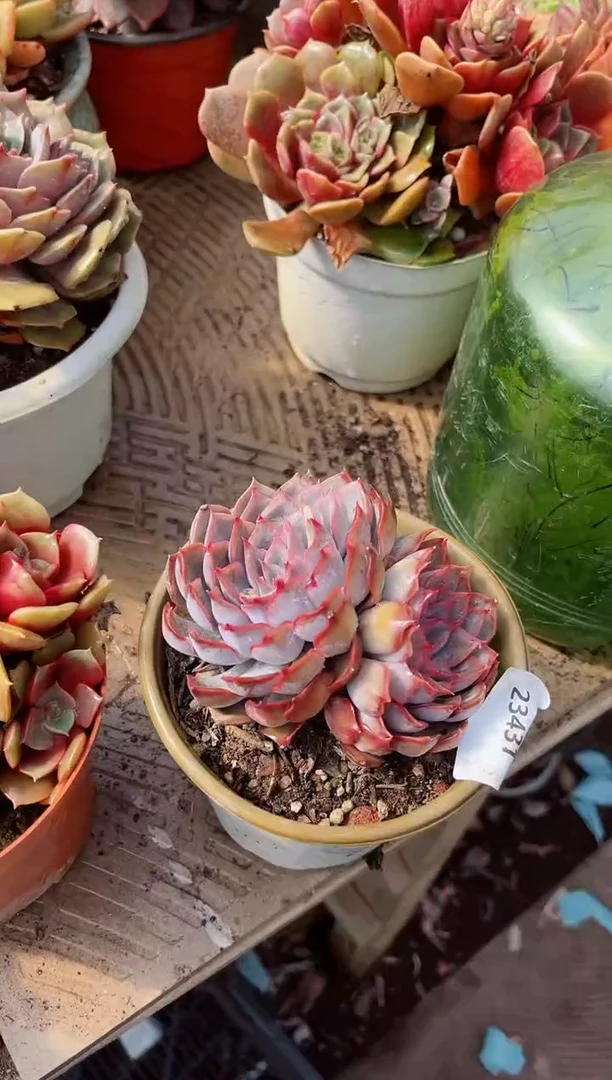 【闪购商品】23431