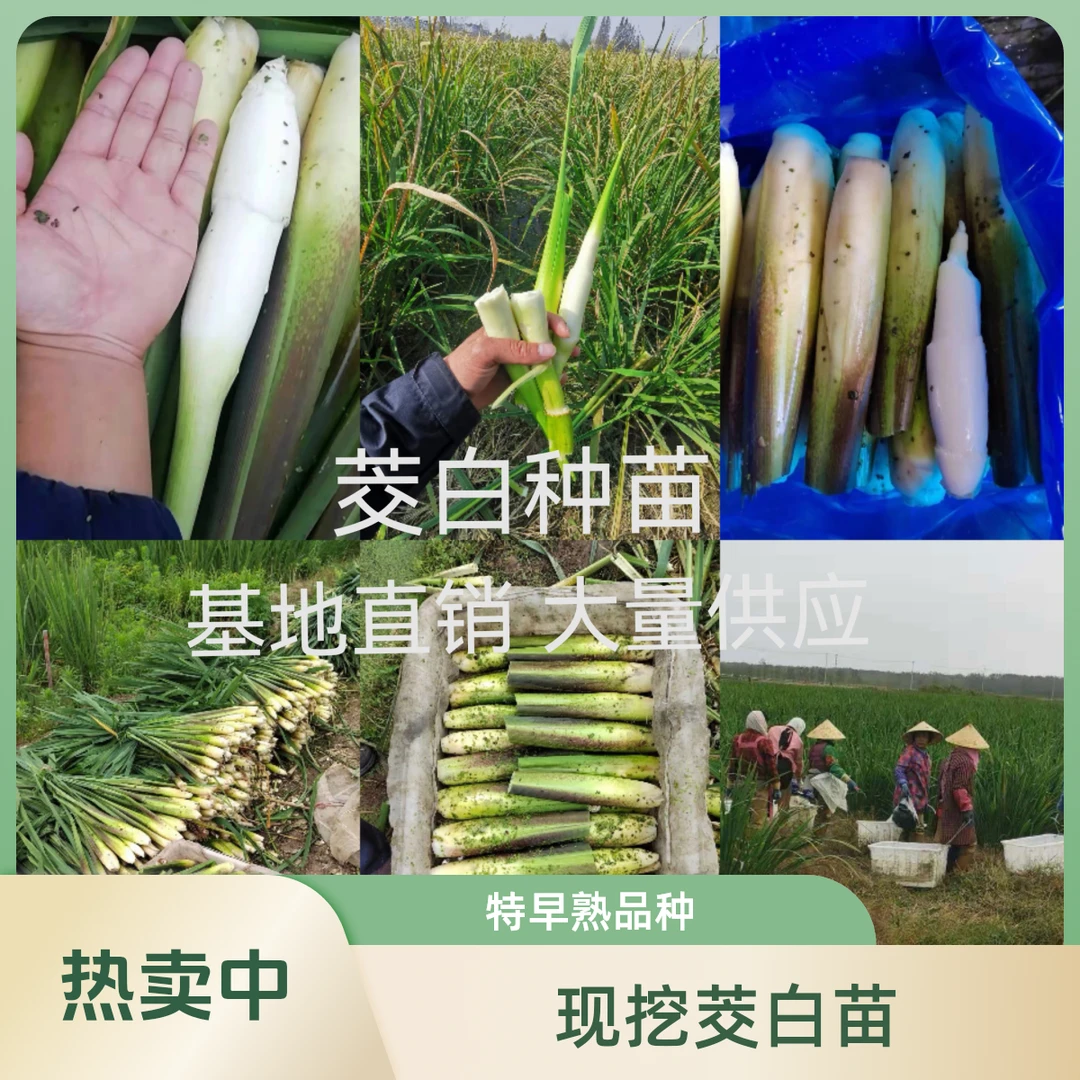 美人茭现挖特早熟茭白种苗茭笋苗茭瓜苗 老根苗茭白种苗水生植物