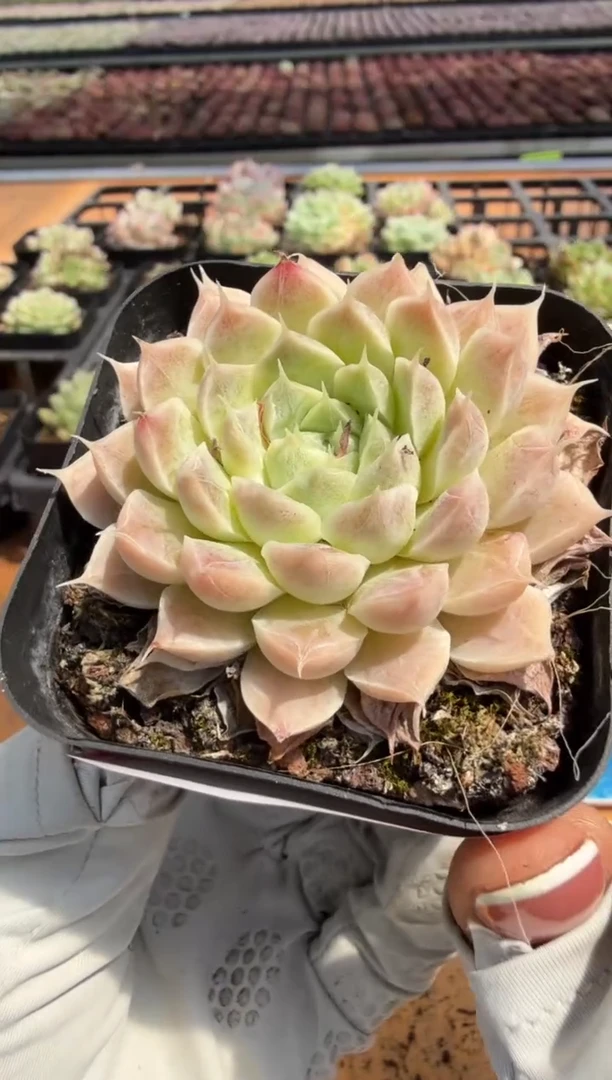 东云多肉园二店-352