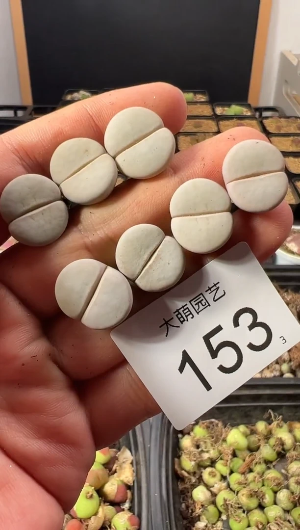 一物一拍        153