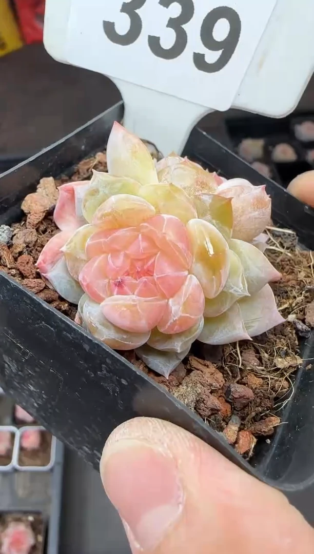 【闪购商品】一物一拍0222—339