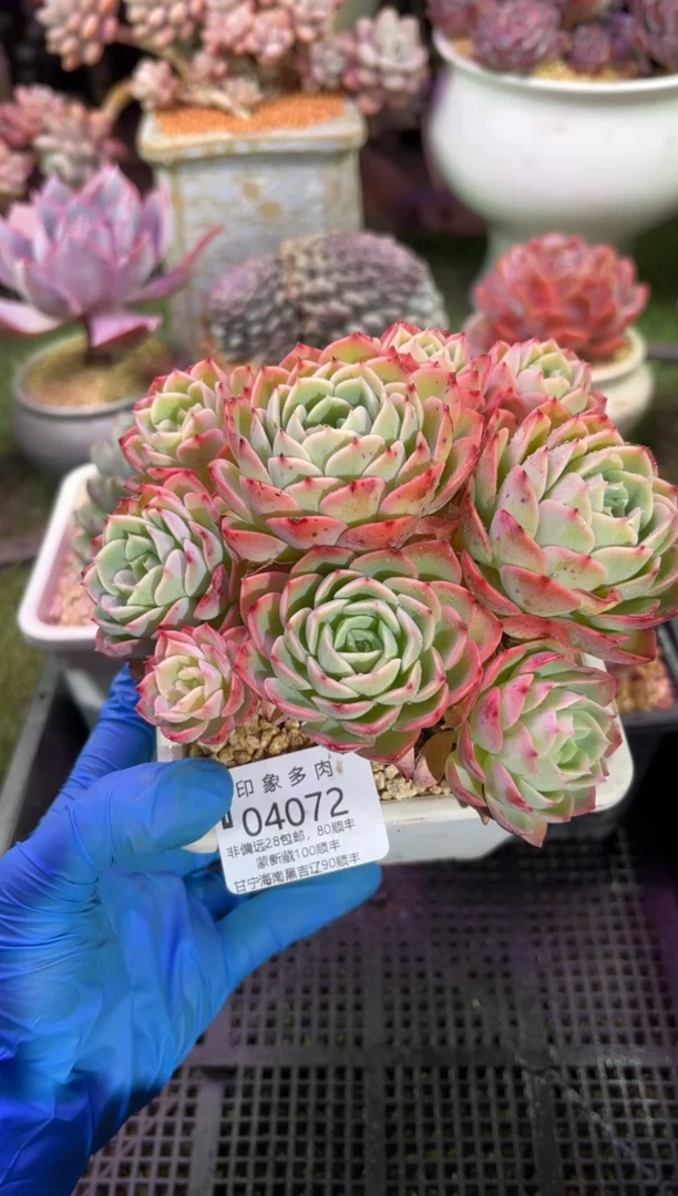 【闪购商品】04072