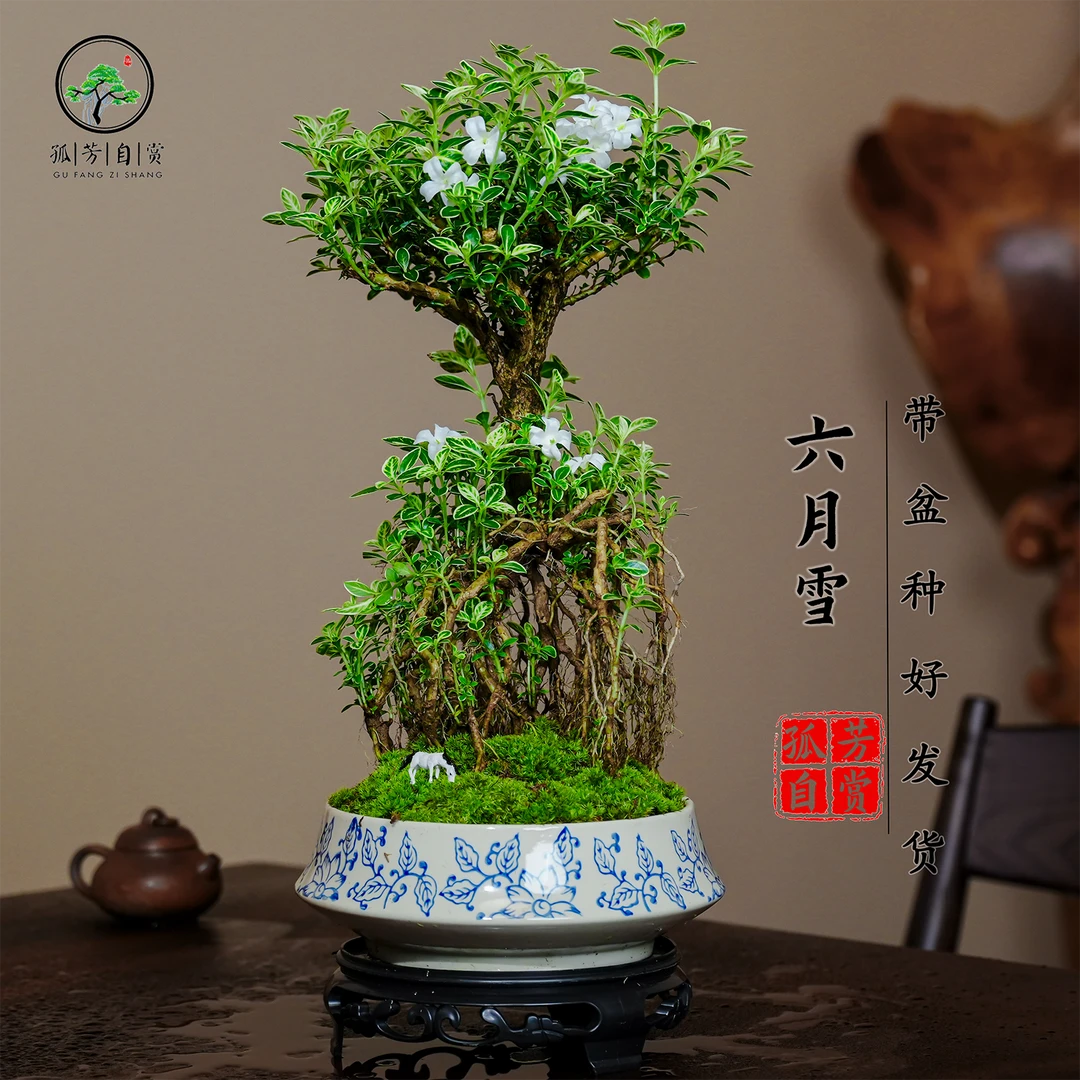 提根老桩六月雪素陶盆景室内绿植桌面盆景组合盆栽