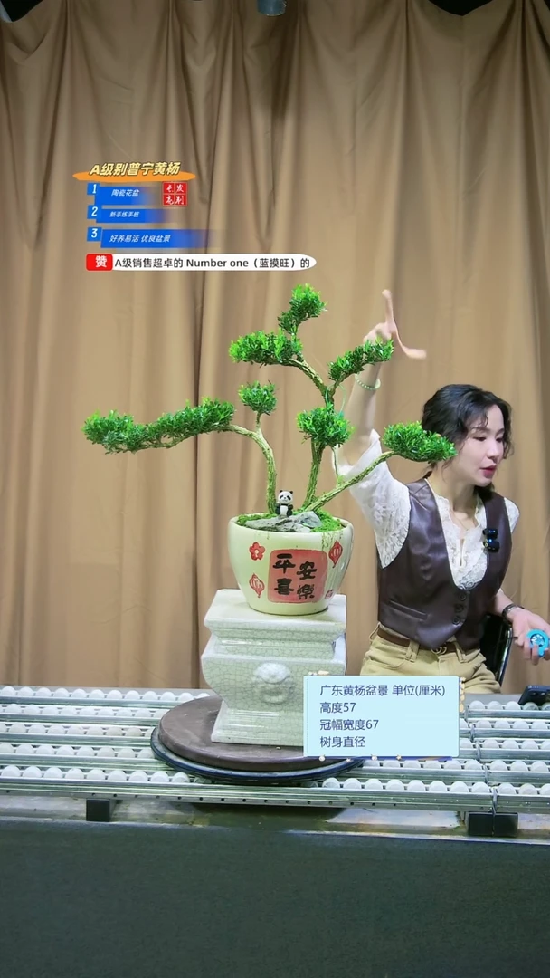 无花朵雀舌黄杨盆景艺术