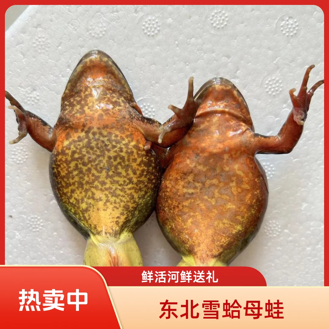 鲜活雪蛤林蛙东北河鲜水产母蛙