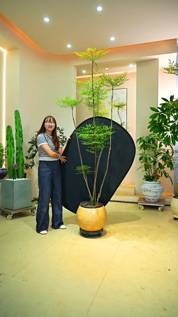 不开花植物2****9落地款南天竹一物一拍