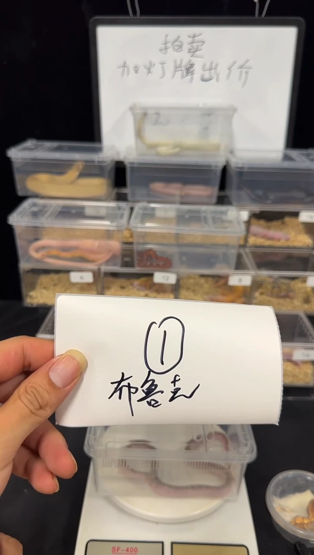 豹纹守宫豹纹守宫