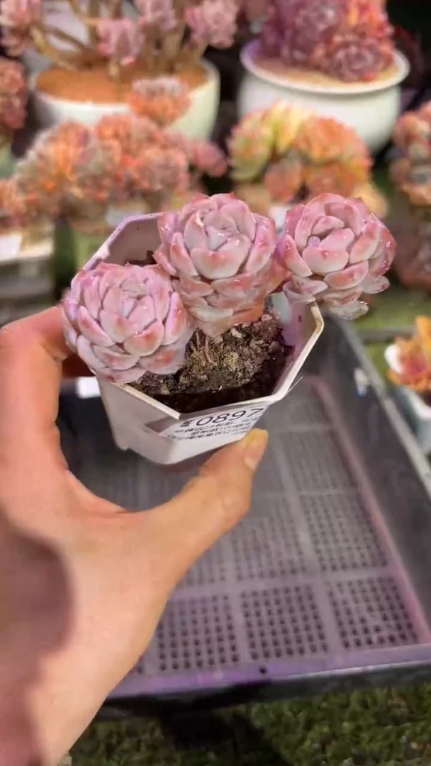 【闪购商品】08977