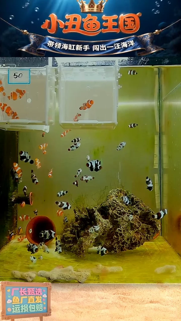 海水鱼3.5-4一对全品公子