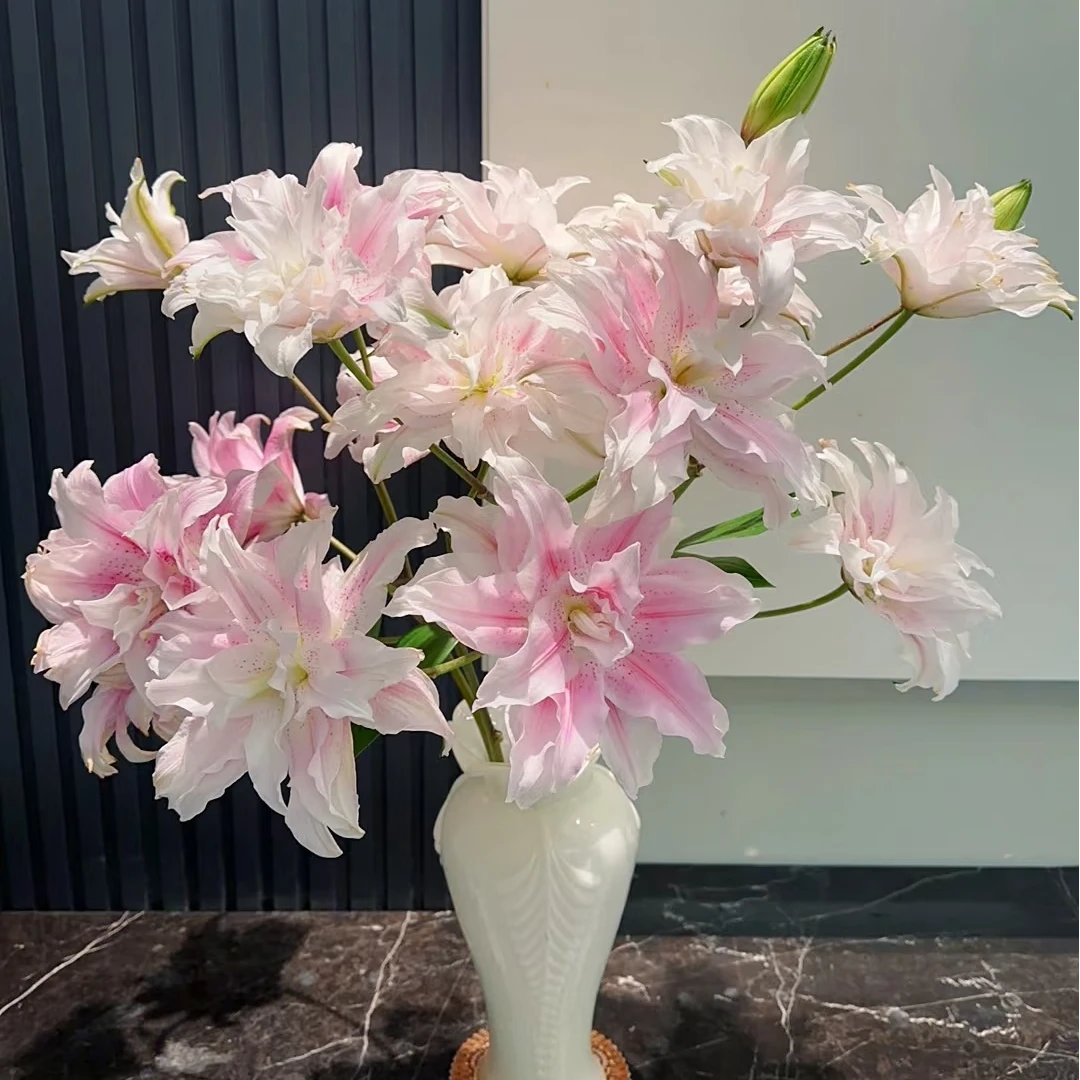 【伊莎贝拉重瓣百合】 鲜花次日达批发直播品质鲜花 全场任意满两单顺丰包邮