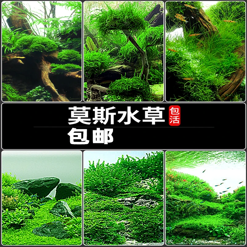 莫斯水草鱼缸造景植物活体慕斯片前景水族箱新手好养无需二氧化碳