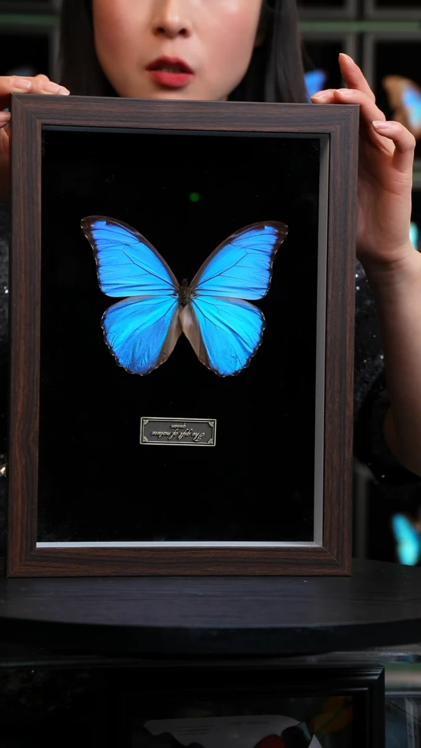 蝴蝶标本摆件竞拍晶闪蝶HH350