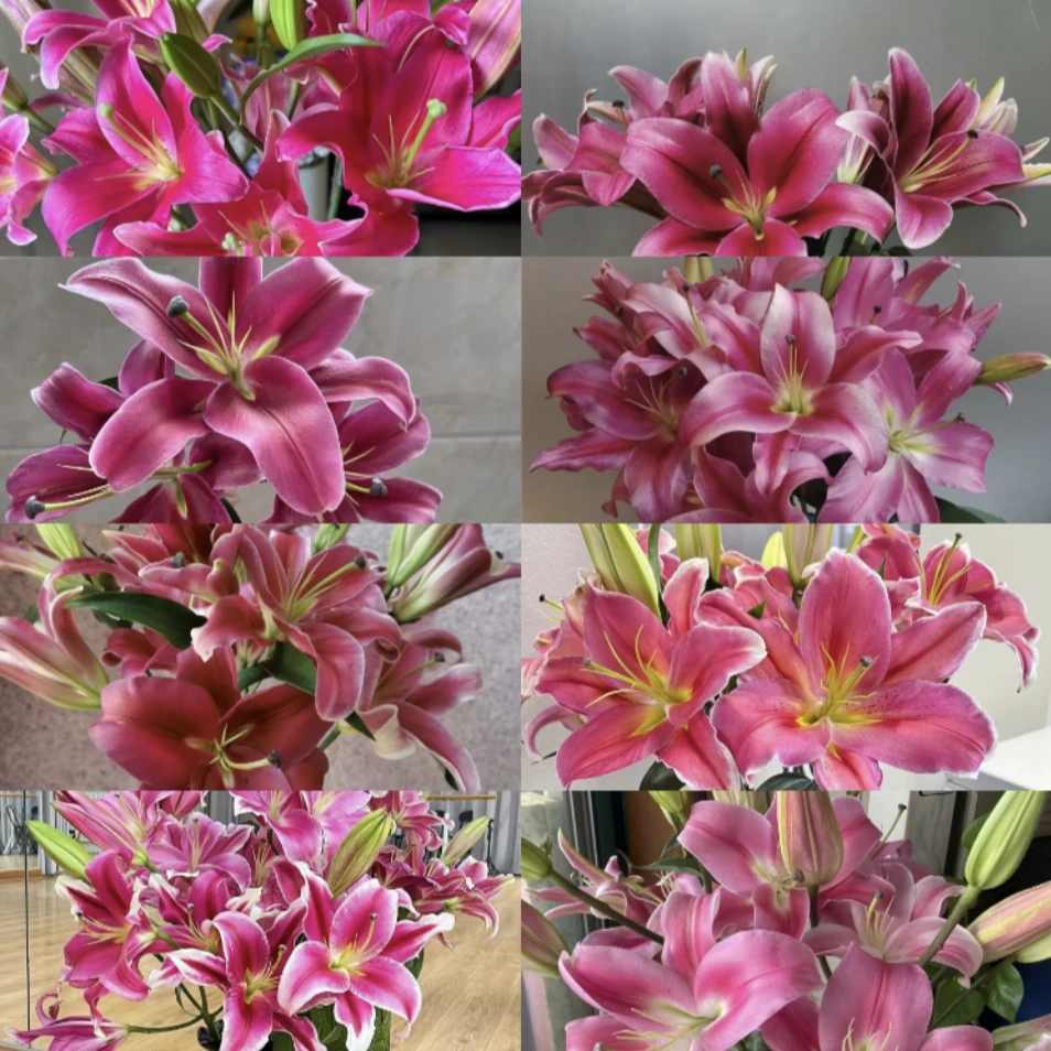【一单包邮】红色系列香水百合  家庭插花云南基地直发