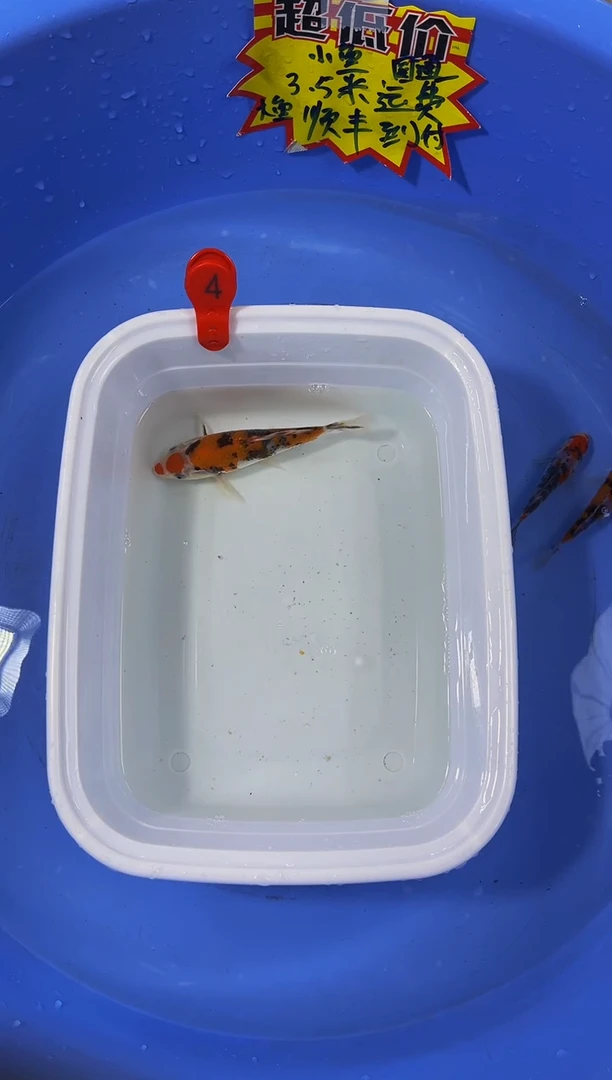 锦鲤活体二号链接