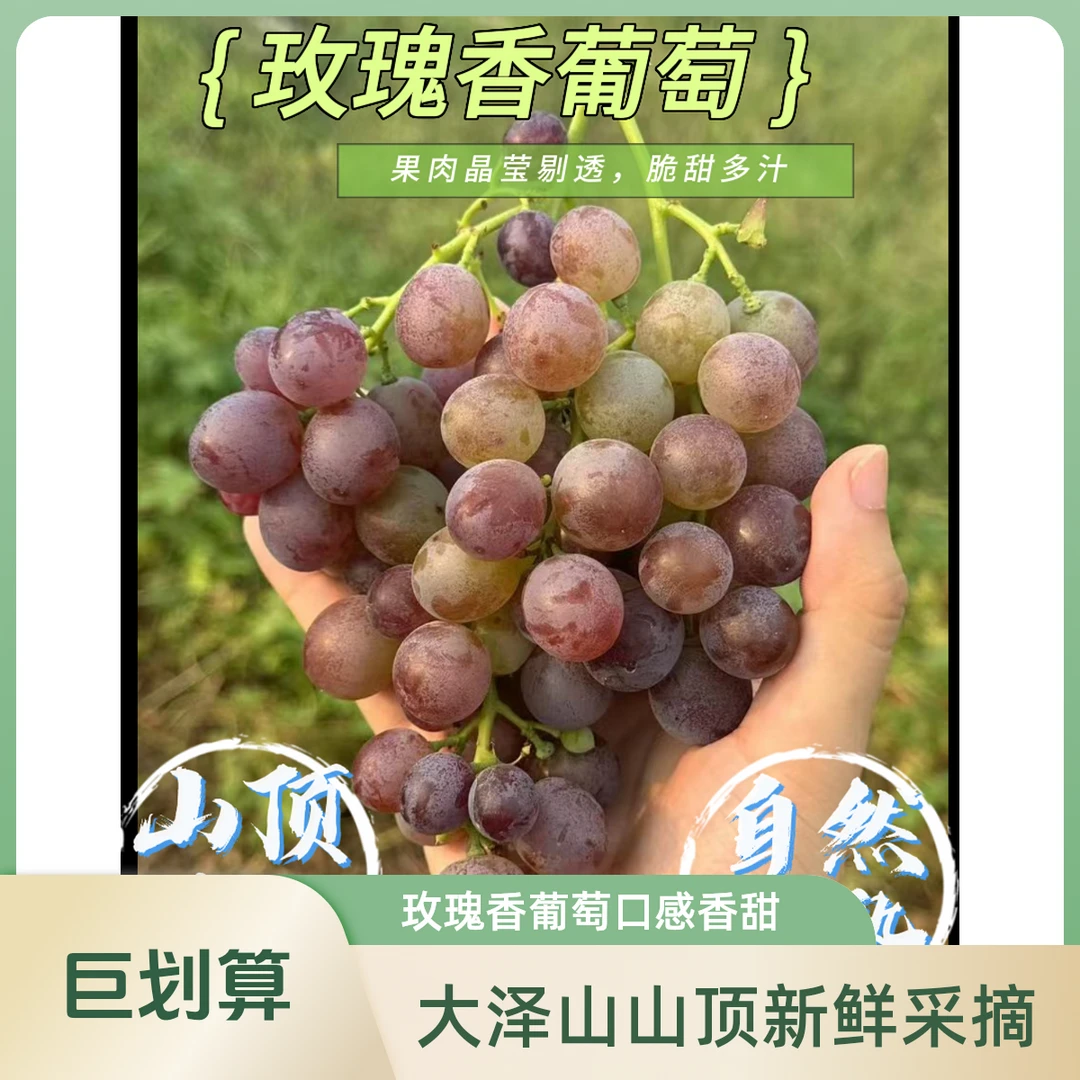 大泽山山顶新鲜玫瑰香葡萄现摘现发可口多汁孕妇当季水果
