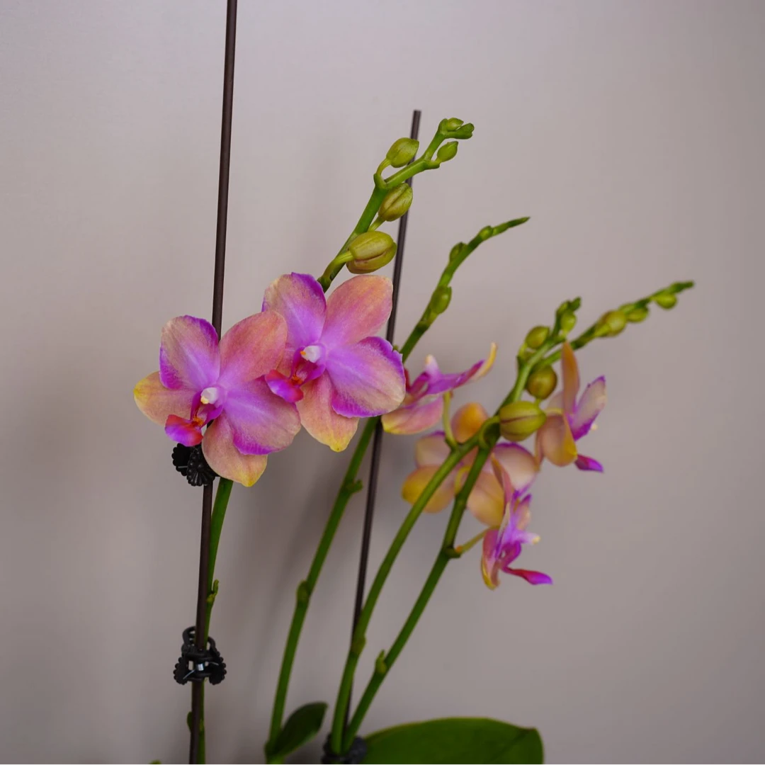 悠花里蝴蝶兰【韩国水晶】（3.5寸）带花带花苞开花珠发货