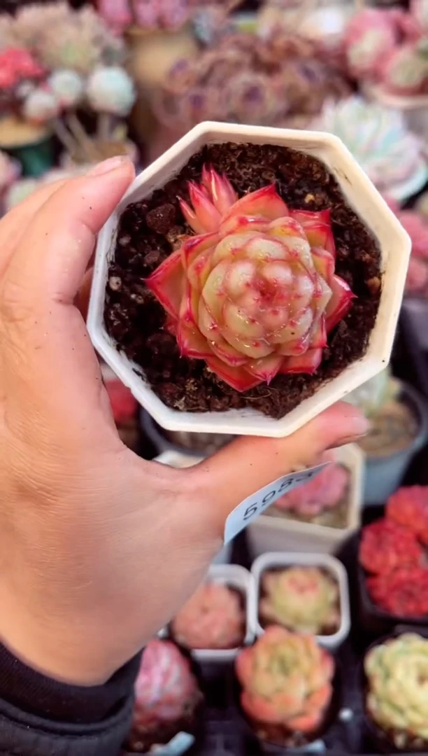 【闪购商品】5983单头白极熊多肉