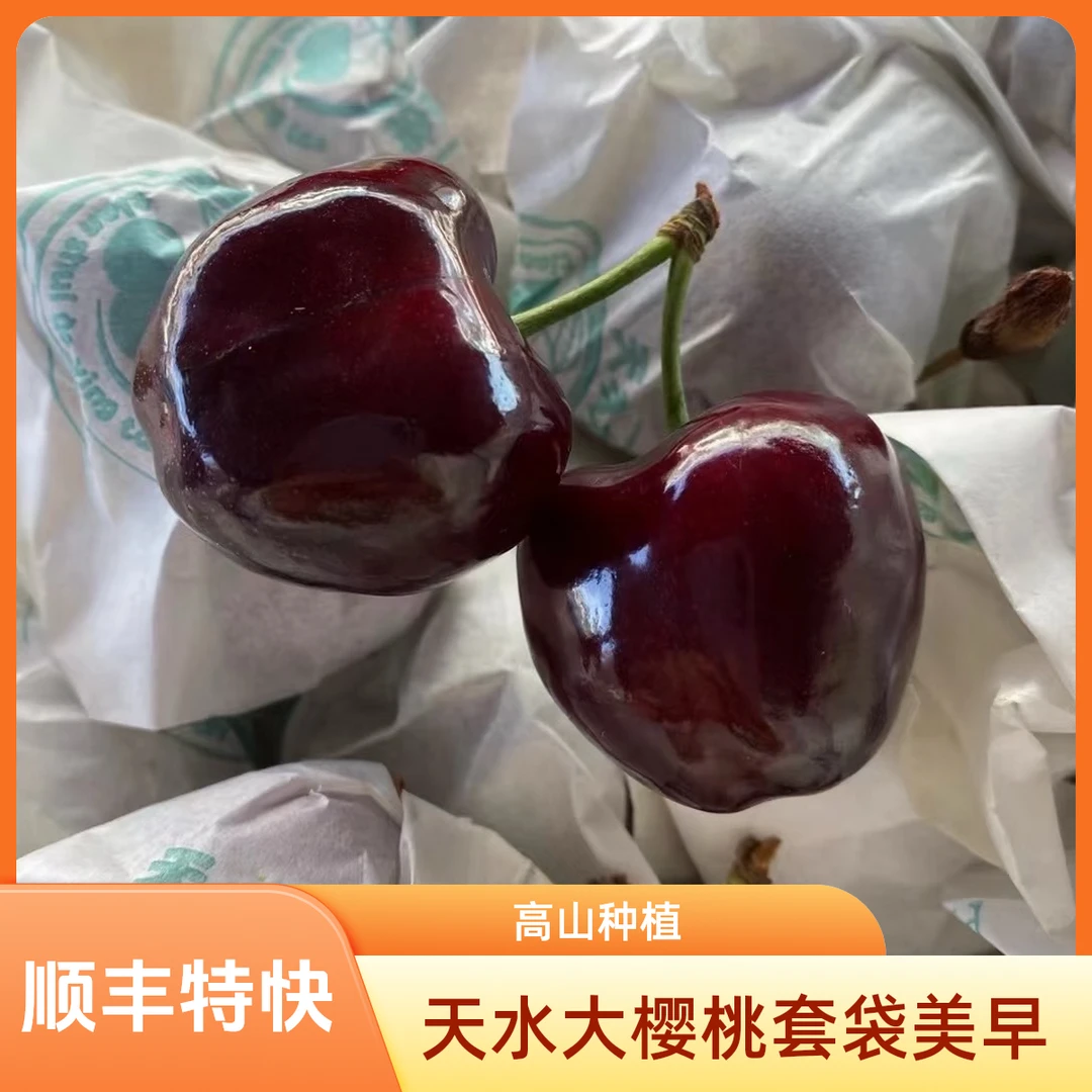 【甘肃省外拍】天水露天套袋美早大樱桃产地直发现摘现发