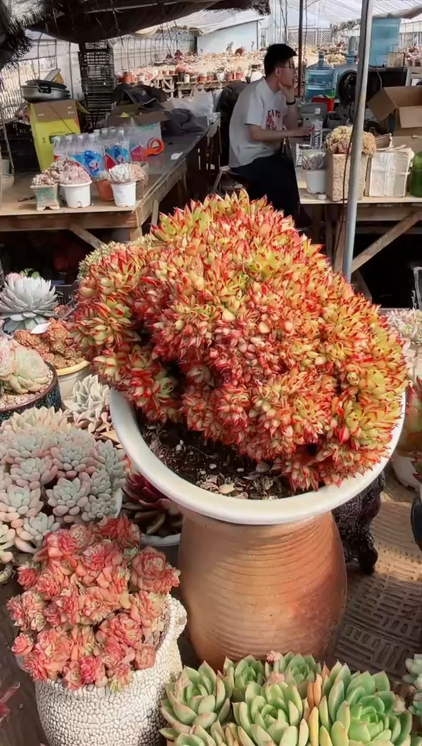 【闪购商品】22286