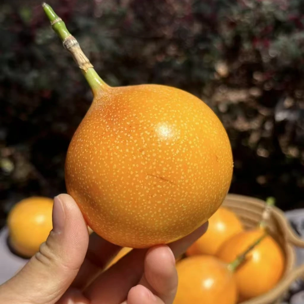 精品云南热情果云南西双版纳热情果稀奇水果纯甜无酸新鲜水果