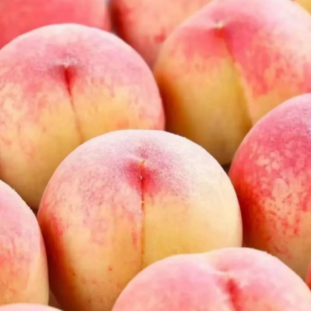 水蜜桃脆软俩吃露天成熟口感佳多汁新鲜采摘农家自种现摘