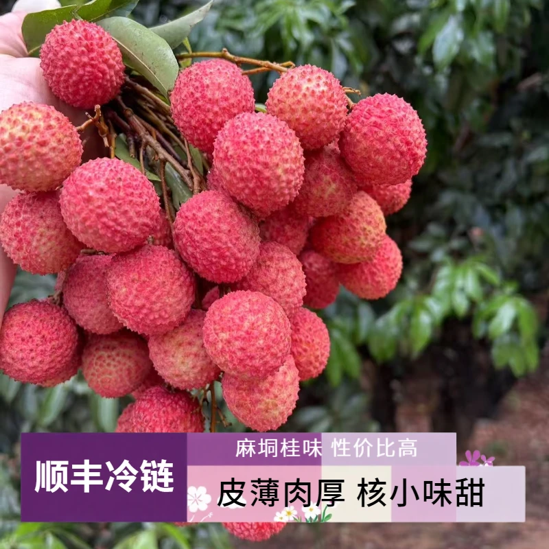 【顺丰冷链邮两广】广西桂平麻垌荔枝勒荔枝桂味核小多汁新鲜桂味