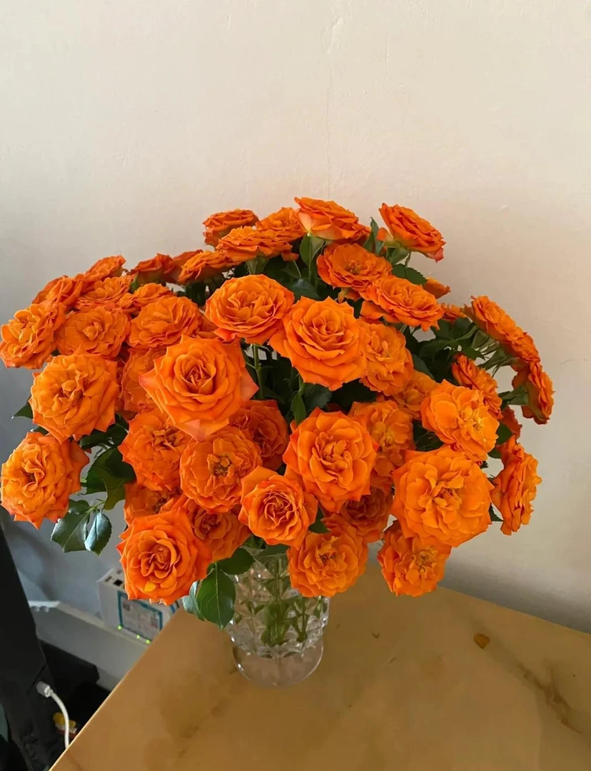 橙色芭比  昆明基地直发鲜花