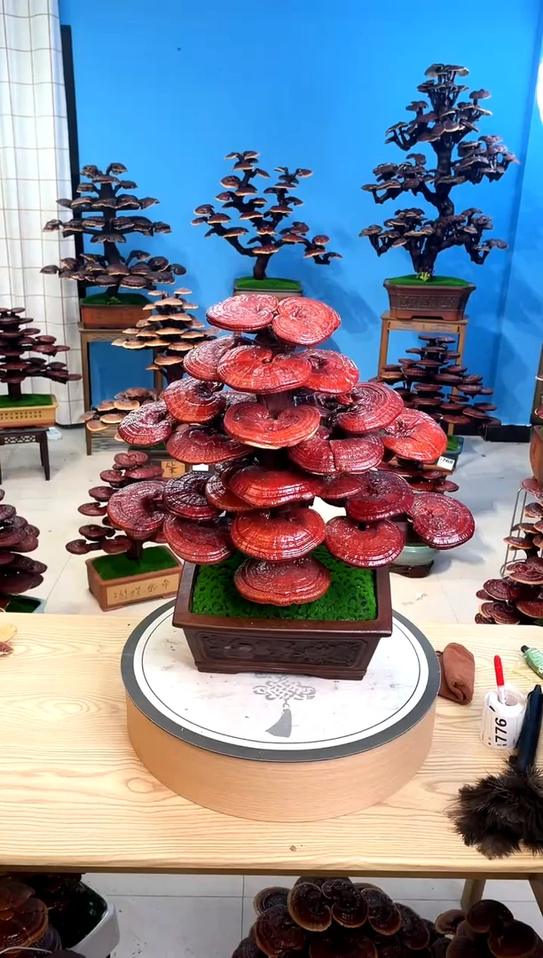 灵芝盆景8888888