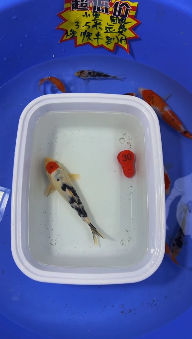 锦鲤活体二号链接