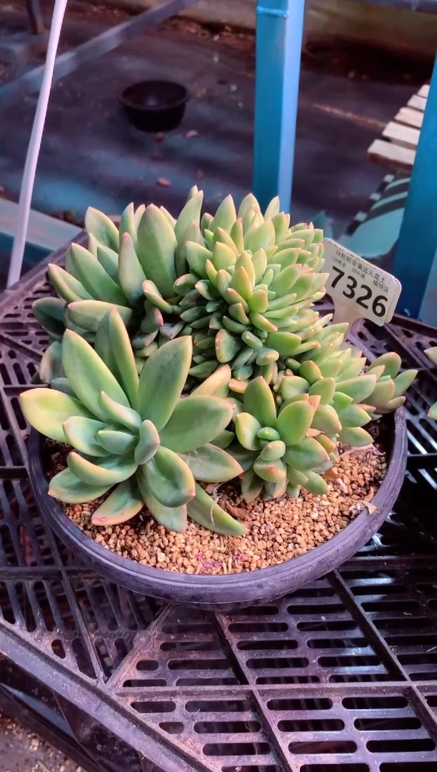 海洋之歌缀7326（一物一拍，精品多肉，所见即所得 ）