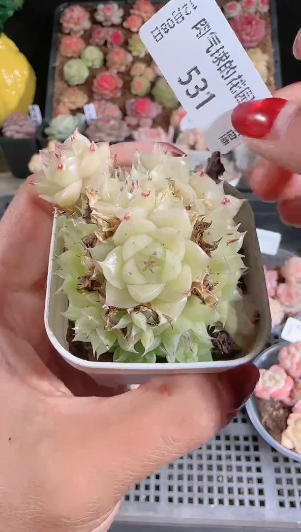 1208-531多肉群生不包整