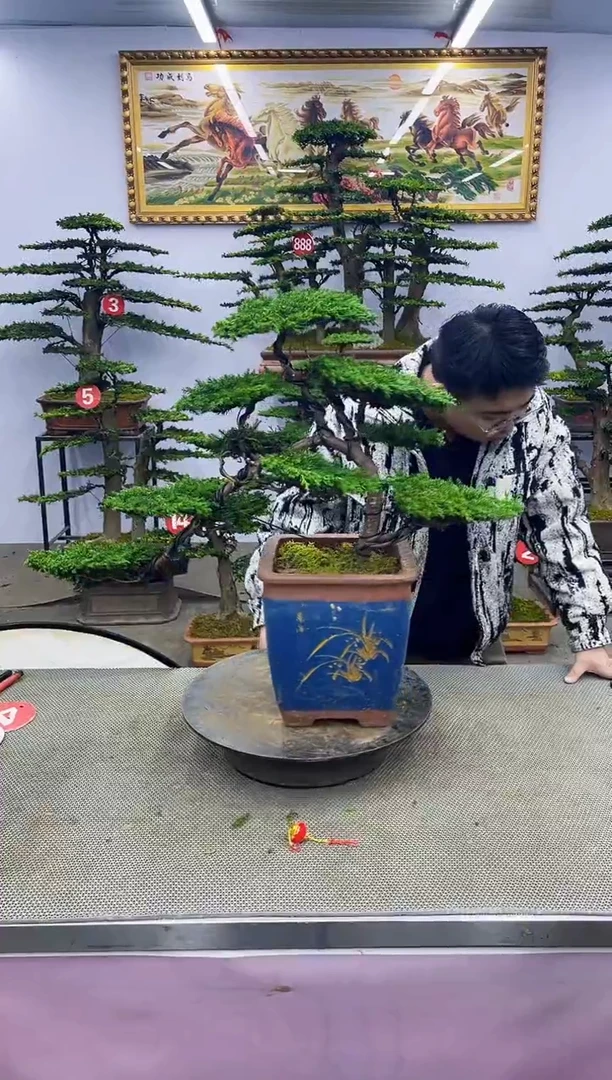 【闪购商品】八斗松/松类活物造型盆景，以直播间截图为啊啊啊