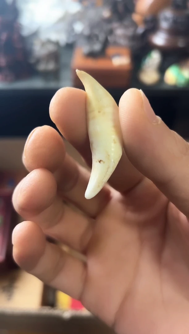 瓷片瓷片啊啊啊啊